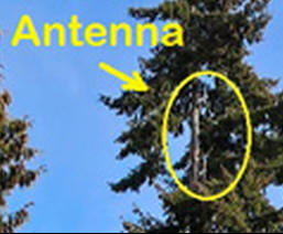 Antenna in a tree