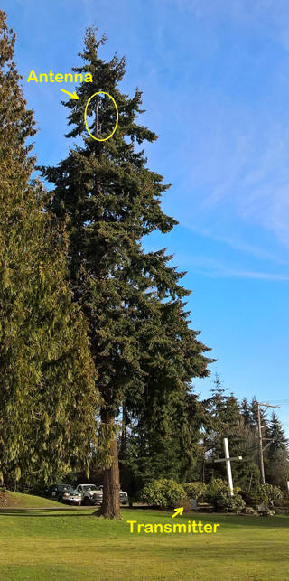 Radio Station up a tree.