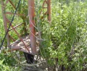 Growth causing issues
