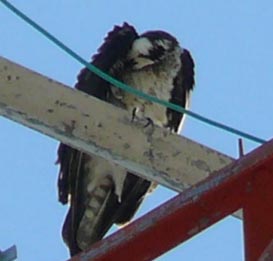 Bird on a radio tower