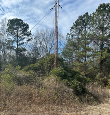 vetation covering the base of a tower
